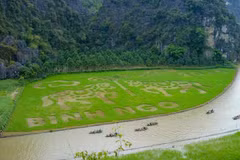Pintura gigante en campos de arroz de la provincia de Ninh Binh sorprende a los visitantes
