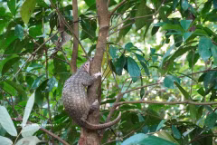 El pangolín de 2,5 kilogramos fue liberado en su hábitat natural en buen estado de salud. (Foto: VNA)