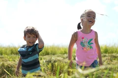 Los niños juegan en un arrozal recién cosechado en el municipio de Los Palacios, provincia cubana de Pinar del Río (Foto: VNA)