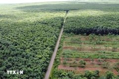 Vietnam promueve el desarrollo de bosques y ecosistemas para absorber carbono. (Foto ilustrativa: VNA)