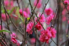 Durante el Tet, toda la región norteña de Vietnam se cubre de brillantes flores de melocotón (Foto: VNA)