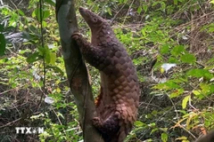 Un pangolín de Java es liberado a su hábitat natural (Foto: VNA)