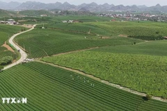 Colinas de té en la meseta de Moc Chau, provincia de Son La. (Foto: VNA)
