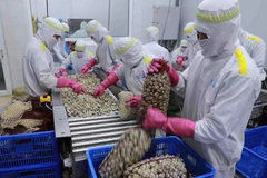 Trabajadores procesan almejas enteras en una fábrica del clúster industrial An Xa, provincia de Nam Dinh. (Foto: VNA)