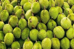Más del 90% de la producción de durian de Vietnam se consume en el mercado chino. (Foto: VNA)
