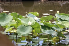 Lotos de Hue en plena floración