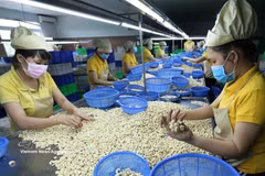 Procesamiento de granos de anacardo para la exportación en la empresa Nguyen Thong, provincia de Dak Lak. (Foto: VNA)