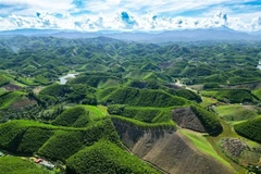 Provincia de Thanh Hoa cultiva bosques conforme a estándares internacionales