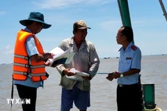 Las autoridades inspeccionan el cumplimiento de las normas contra la IUU por parte de los pescadores. (Foto: VNA)