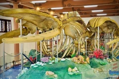 Los dos esqueletos de ballena exhibidos en el sitio de reliquias de Lang Tan (Foto: Periódico de Quang Ngai)