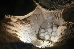 Las autoridades del Parque Nacional Con Dao llevaron nidos de huevos de tortuga al lugar de incubación. (Foto: sggp.org.vn)