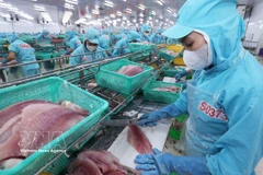 Procesamiento de pescado Tra (pangasius) para exportación (Foto: VNA)
