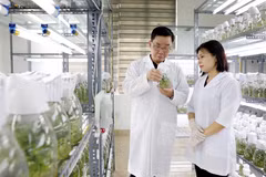 La empresa Thai Binh Seed aplica la ciencia y la tecnología para investigar y producir variedades de plantas de alto rendimiento y alta calidad. (Foto: VNA)