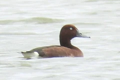 El Ferruginous duck (Aythya nyroca) encontrado en la laguna de Hac Hai (Foto: Parque Nacional Phong Nha – Ke Bang)