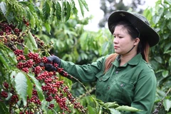 Exportaciones de café vietnamita podrían superar 8 mil millones de USD este año