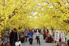 La calle de los albaricoqueros es un lugar de registro favorito para muchos visitantes (Foto: VNA)