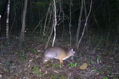 Descubren animales preciosos en Reserva Natural Ea So