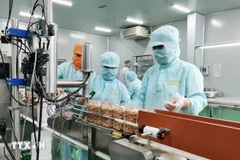 Envasado de semillas de anacardo para exportación en la empresa LAFOOCO (Foto: VNA)