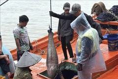 Muchos barcos pesqueros de la provincia de Dak Lak han capturado atunes de gran tamaño.