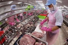 Procesamiento de pescado Tra para la exportación (Foto: VNA)