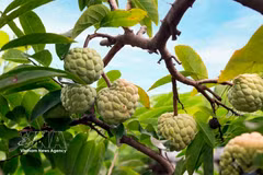 Temporada de cosecha de anones de Bo Ly en el norte de Vietnam 