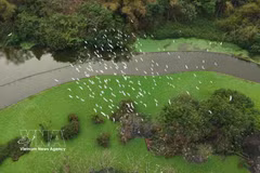 El jardín de aves de Thung Nham está ubicado dentro del Área de Ecoturismo de Thung Nham, en el barrio de Nam Hoa Lu, provincia de Ninh Binh. (Foto: VNA)