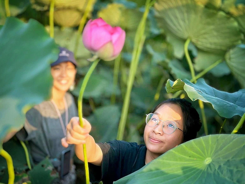 El loto del Lago Oeste, uno de los símbolos de Hanoi. (Fuente: VietnamPlus)