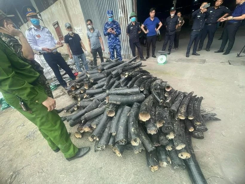 Incautan márfil en la ciudad de Hai Phong. (Fuente: VNA)