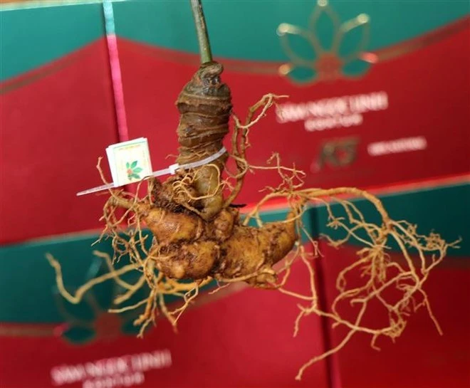 Ginseng Ngoc Linh. (Fuente: VNA)
