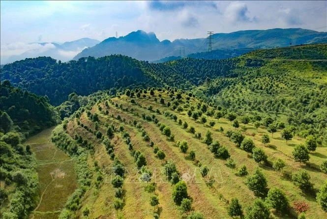 El cultivo de macadamia en el distrito de Tuan Giao. (Fuente: VNA)