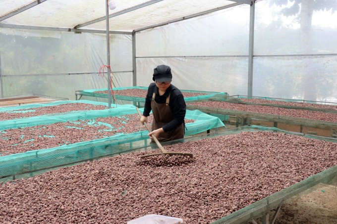 La empresa “Ban Cacao” compra cacao local y produce decenas de productos como cacao en polvo, chocolate y manteca de cacao. (Fuente: VNA)