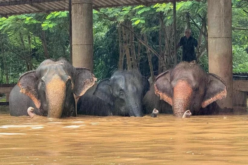 Foto ilustrativa. (Fuente: Elephant Nature Park)