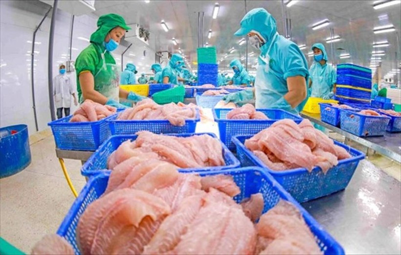 Los trabajadores procesan pangasius para la exportación. (Fuente: VietnamPlus)