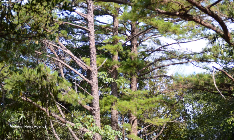 En el Parque Nacional Bach Ma. (Fuente:VNA)
