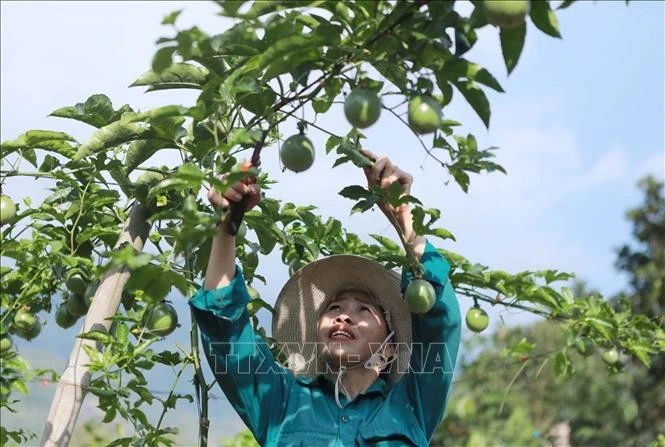 En un cultivo de granadilla en la provincia de Lai Chau. (Fuente: VNA)