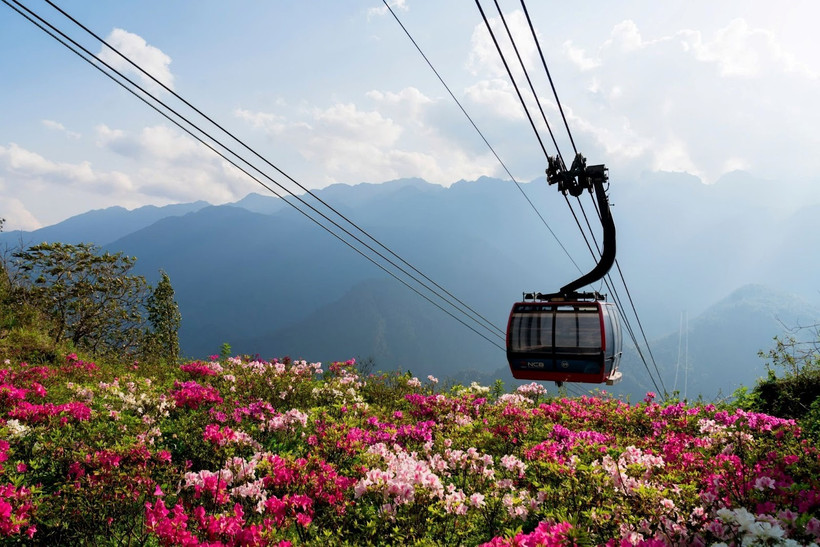 Fansipan, fascinante destino para observar las azaleas desde el punto más alto de Vietnam