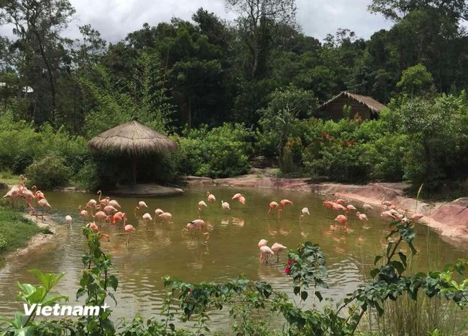 Parque de conservación y cuidado de animales semisalvajes Vinpearl Safari Phu Quoc. (Fuente: VietnamPlus)