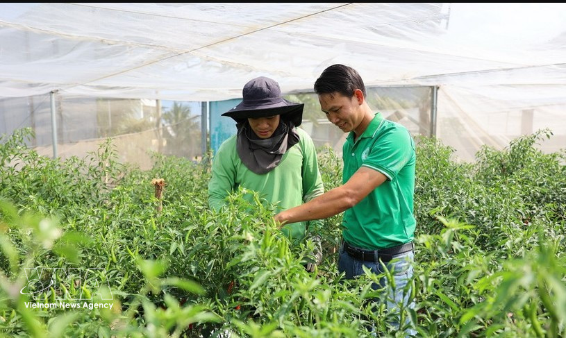 Nguyen Viet Tu (derecha) y el personal técnico de la cooperativa inspeccionan el cultivo de chiles picantes, listo para la cosecha con destino a la exportación a países europeos. (Fuente: VNA)