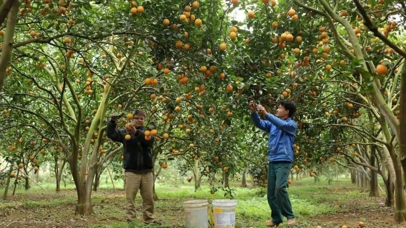 En cultivo de naranja. (Fuetne: VNA)