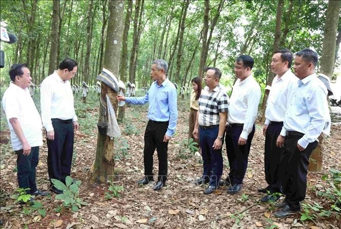 El embajador Nguyen Minh Vu (tercero desde la izquierda) visita la plantación de caucho en la provincia de Ratanakiri, Camboya. (Fuente: VNA)