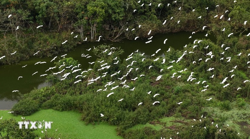 En el Jardín de Aves Thung Nham. (Fuente: VNA)