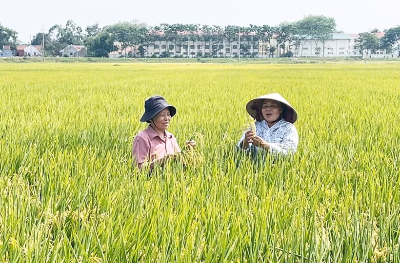 Foto ilustrativa. (Fuente: hanoimoi.vn)