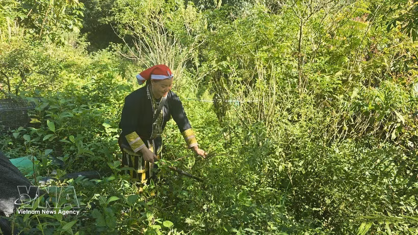 Tan May Liu, miembro de la Cooperativa Comunitaria Dao Rojo, se adentró en el bosque para recolectar hojas medicinales. (Fuente: VNA)