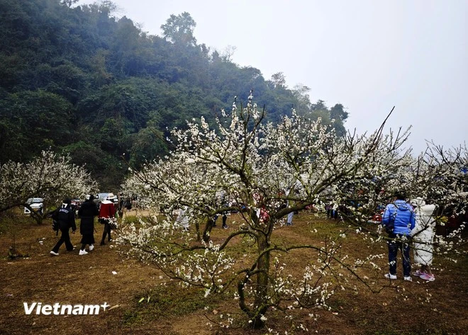 Belleza de Moc Chau. (Fuente: VNA)