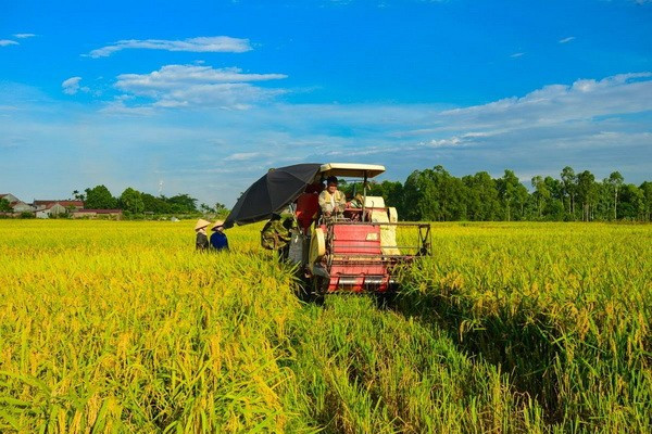 Cultivo de arroz en el Delta de Mekong. (Fuente: VNA)