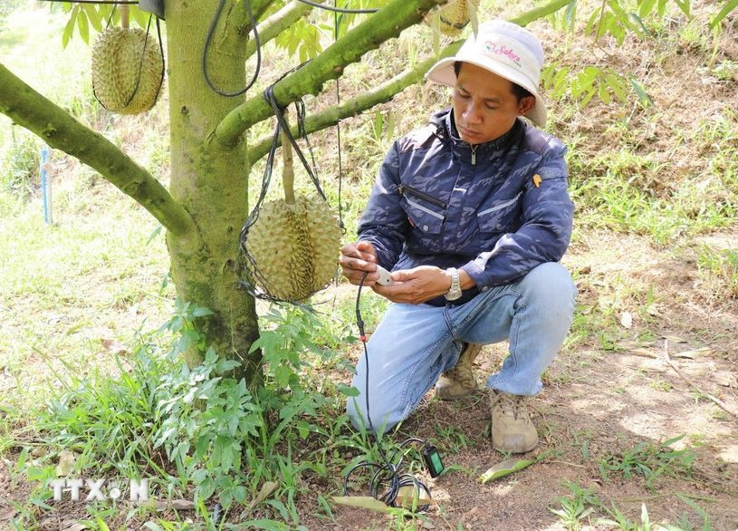 Un técnico de Sakura Farm (en comuna de Dong Khanh Son, provincia de Khanh Hoa) utiliza equipos para evaluar, analizar y optimizar la salud del suelo de cultivo de durian.
