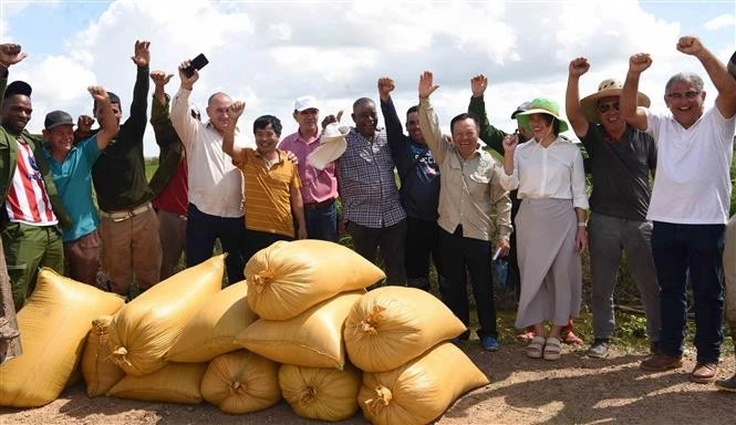 Representantes de la empresa vietnamita AgriVMA y agricultores cubanos ante la buena cosecha de arroz. (Fuente: VNA)