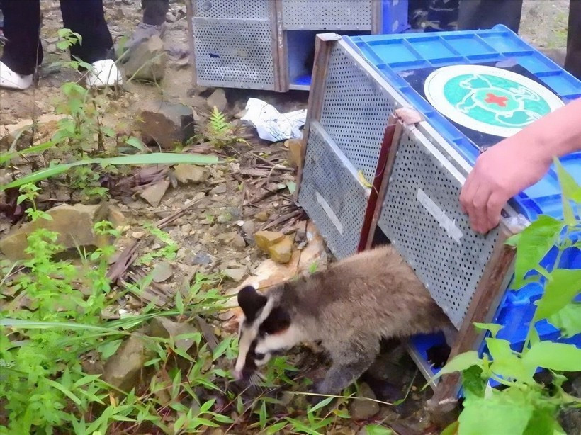 Las especies de vida silvestre liberadas se encuentran de forma natural en el Parque Nacional Tam Dao. (Fuente: VNA)
