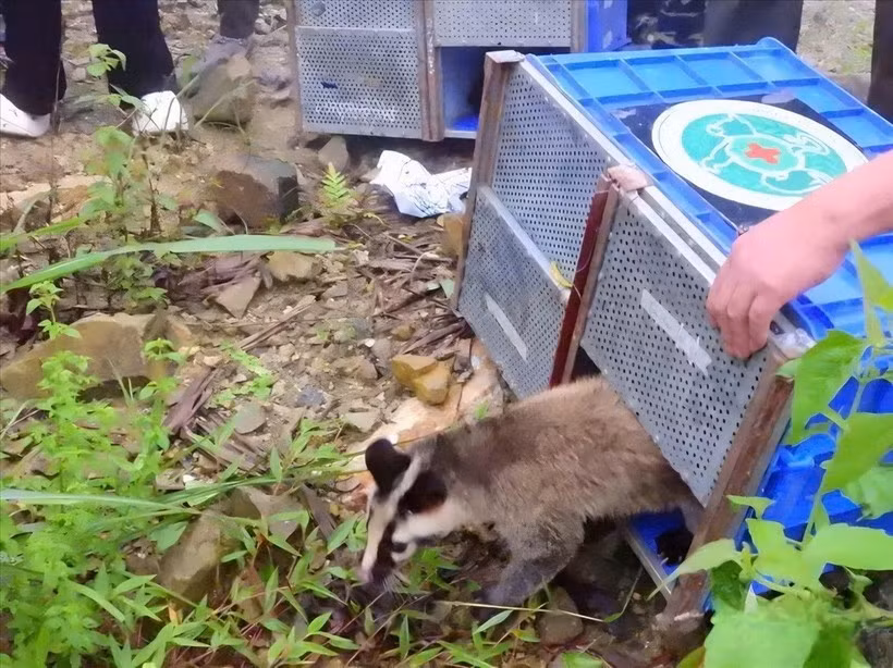 Las especies de vida silvestre liberadas se encuentran de forma natural en el Parque Nacional Tam Dao. (Fuente: VNA)
