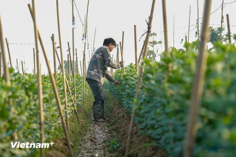 Para garantizar la fuente de suministro, los jardineros se encuentran actualmente en las etapas finales para darles su aspecto más hermoso justo a tiempo para el Tet. (Foto: Vietnam+)